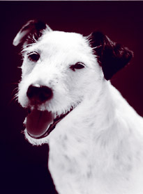 smile1red.jpg (20310 bytes)